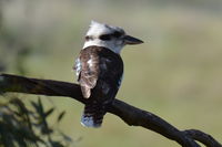 Laughing Kookaburra - Berringa Sanctuary 