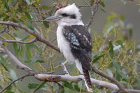 Laughing Kookaburra - Berringa Sanctuary