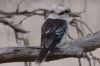 Laughing Kookaburra - Berringa Sanctuary