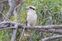 Laughing Kookaburra - Berringa Sanctuary