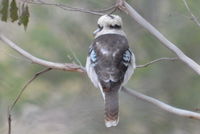 Laughing Kookaburra - Berringa Sanctuary