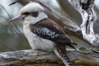 Laughing Kookaburra - Berringa Sanctuary 