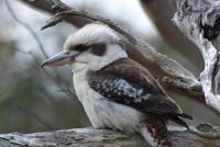 Laughing Kookaburra - Berringa Sanctuary 