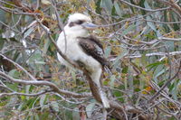 Laughing Kookaburra - Berringa Sanctuary 