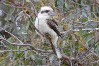 Laughing Kookaburra - Berringa Sanctuary 