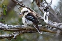 Laughing Kookaburra - Berringa Sanctuary 