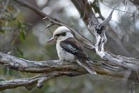 Laughing Kookaburra - Berringa Sanctuary 