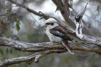 Laughing Kookaburra - Berringa Sanctuary 