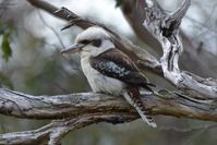 Laughing Kookaburra - Berringa Sanctuary 