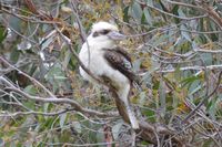 Laughing Kookaburra - Berringa Sanctuary 