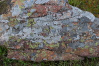 Lichen on a rock - Berringa Sanctuary