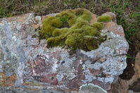 Lichen on a rock - Berringa Sanctuary