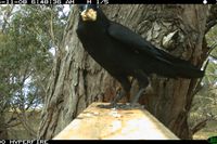 Little Raven Stealing possum bait - Berringa Sanctuary 