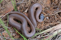 Little Whip Snake - Berringa Sanctuary 