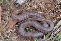 Little Whip Snake - Berringa Sanctuary 