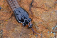 Little Whip Snake - Berringa Sanctuary 