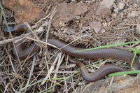 Little Whip Snake - Berringa Sanctuary 