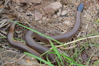 Little Whip Snake - Berringa Sanctuary 
