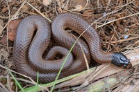 Little Whip Snake - Berringa Sanctuary 