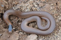 Little Whip Snake - Berringa Sanctuary 