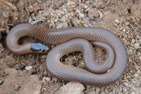 Little Whip Snake - Berringa Sanctuary 