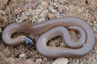 Little Whip Snake - Berringa Sanctuary 