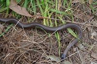 Little Whip Snake- The Block Berringa.