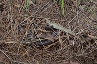 Little Whip Snake- The Block Berringa.