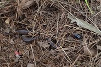 Little Whip Snake- The Block Berringa.