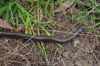 Little Whip Snake- The Block Berringa.