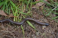 Little Whip Snake- The Block Berringa.