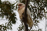 Long Billed Corella - Berringa Sanctuary