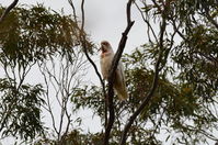 Long Billed Corella - Berringa Sanctuary