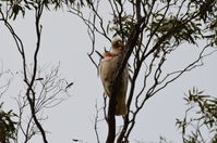 Long Billed Corella - Berringa Sanctuary