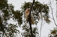 Long Billed Corella - Berringa Sanctuary