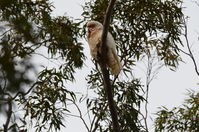 Long Billed Corella - Berringa Sanctuary