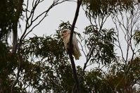 Long Billed Corella - Berringa Sanctuary