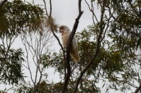 Long Billed Corella - Berringa Sanctuary