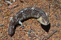 Long tailed Shingleback - Paruna A.W.C - W.A 