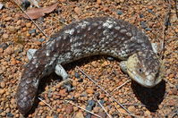 Long tailed Shingleback - Paruna A.W.C - W.A 