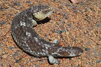 Long tailed Shingleback - Paruna A.W.C - W.A 