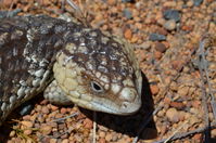 Long tailed Shingleback - Paruna A.W.C - W.A 