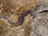 Lowland Copperhead- The Block Berringa 