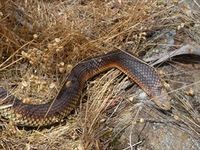 Lowland Copperhead- The Block Berringa 