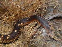 Lowland Copperhead- The Block Berringa 