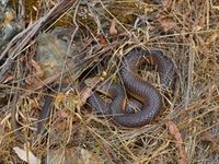 Lowland Copperhead- The Block Berringa 