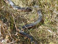 Lowland Copperhead-The Block Berringa 