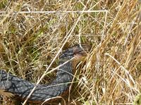 Lowland Copperhead-The Block Berringa 