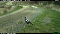 Magpie - Berringa Sanctuary