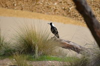 Magpie - Berringa Sanctuary